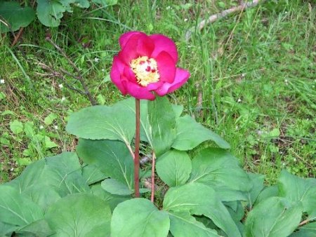 Marmaris'te ayı gülleri çiçek açtı