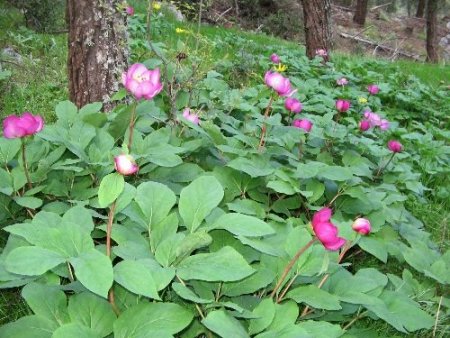 Marmaris'te ayı gülleri çiçek açtı