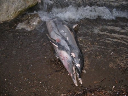 Marmaris’te kıyıya vuran yunus kokmaya başladı