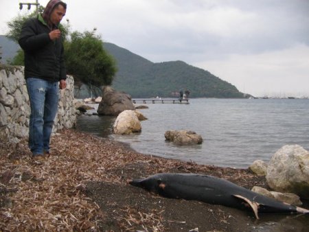 Marmaris’te kıyıya vuran yunus kokmaya başladı