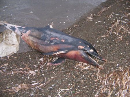 Marmaris’te kıyıya vuran yunus kokmaya başladı