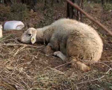 Marmaris’te küçükbaşlarda hastalık: Karantina bölgesi genişleyebilir
