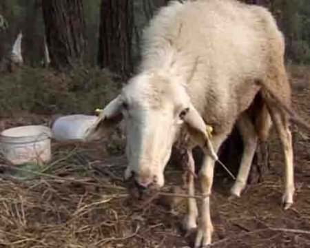 Marmaris’te küçükbaşlarda hastalık: Karantina bölgesi genişleyebilir