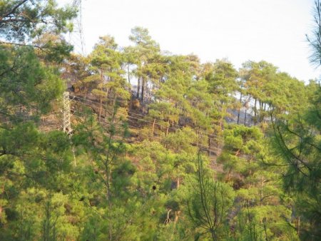 Marmaris’te Orman Yangını