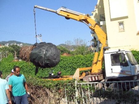 Marmaris’te palmiye böceğine karşı topyekûn mücadele