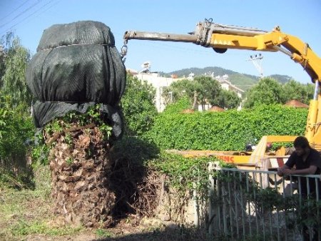Marmaris’te palmiye böceğine karşı topyekûn mücadele