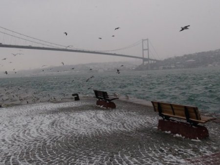 Martıların Balık Kampa Yarışı