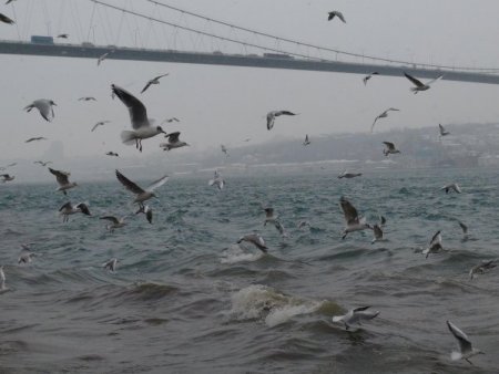 Martıların Balık Kampa Yarışı