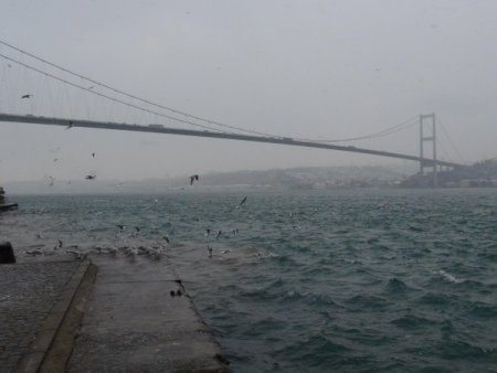 Martıların Balık Kampa Yarışı