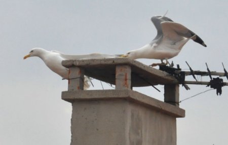 Martıların Kavgası