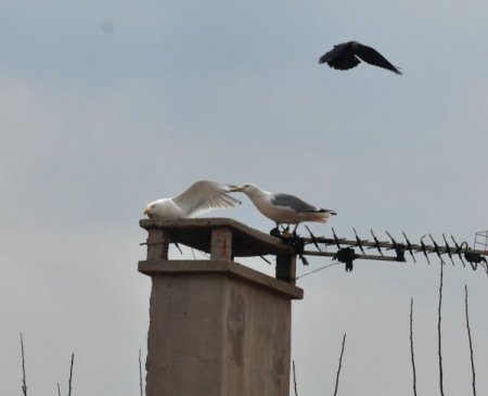 Martıların Kavgası