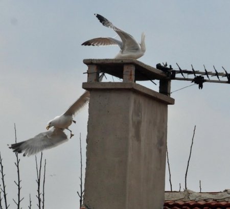 Martıların Kavgası