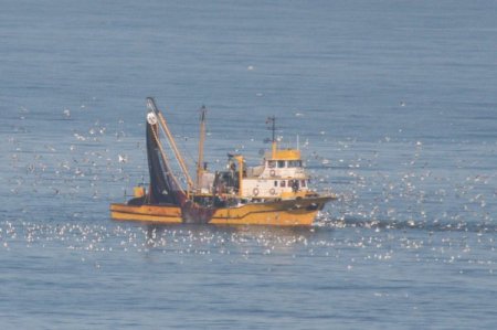 Martıların Tekneden Balık Kapma Yarışı