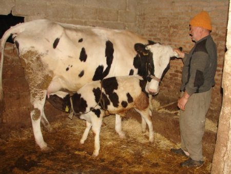 MASÜB: Bayram öncesi anaç sığırları kesime vermeyelim