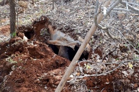 Mayın tuzağını jandarma bozdu
