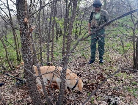 Mayın tuzağını jandarma bozdu