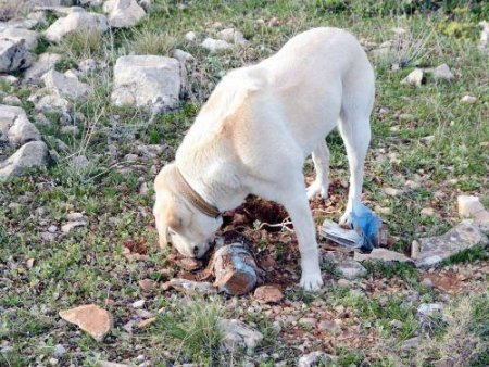 Mayın tuzağını jandarma bozdu
