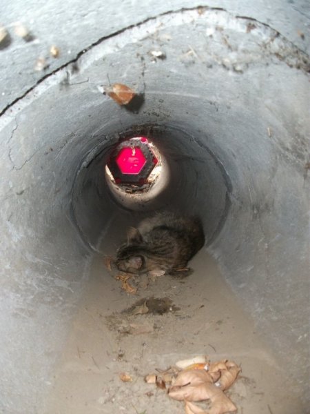 Mazgalda Doğum Yapan Anne Kedi Ve Yavrularını İtfaiye Kurtardı