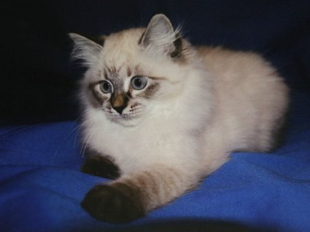 Medvedev, Finlandiya eski liderine kedi hediye edecek