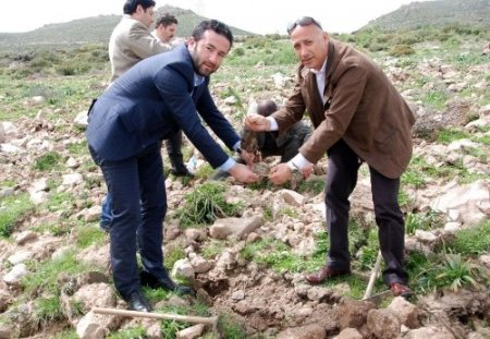 Menderes’te yanan ormanlar yeniden yeşerecek