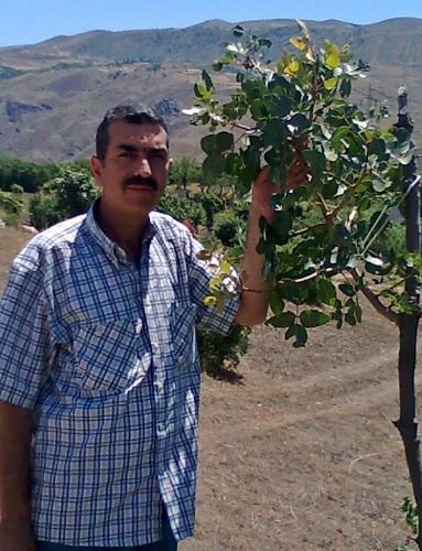 Menengiç Ağaçlarına Antep Fıstığı Aşısı Yapılmaya Başlandı