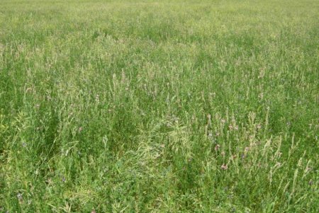 Mera ıslah projeleri ile Başkent'in bozkırları yeşeriyor