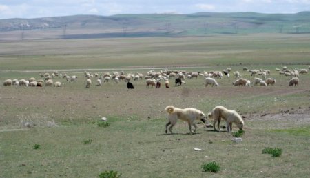 Mera ıslah projeleri ile Başkent'in bozkırları yeşeriyor