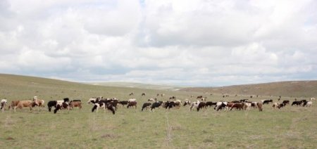 Mera ıslah projeleri ile Başkent'in bozkırları yeşeriyor