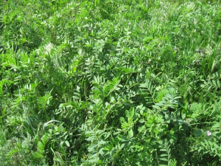 Mera ıslah projeleri ile Başkent'in bozkırları yeşeriyor