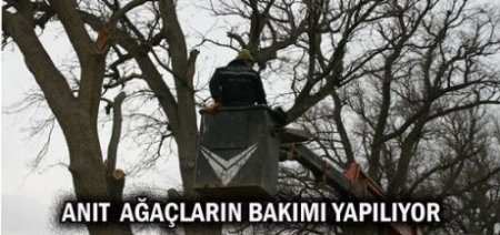Meram'ın Asırlık Ağaçları Bakımdan Geçirildi