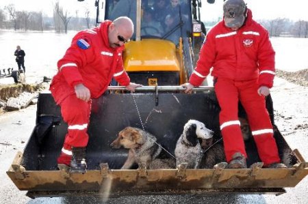 Meriç Nehri Kenarında Mahsur Kalan Köpekler Kurtarıldı