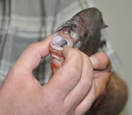 Meriç Nehri'nde Pirana Yakalandığı İddiası