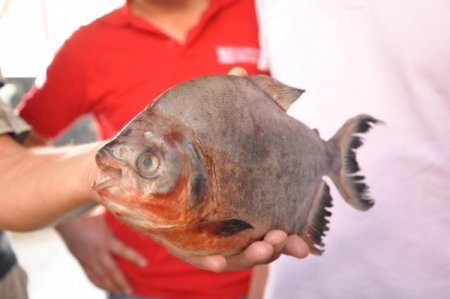 Meriç Nehri'nde Pirana Yakalandığı İddiası