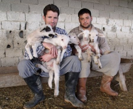 Merinos Cinsi Koyun Beşiz Doğurdu