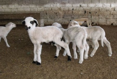 Merinos Cinsi Koyun Beşiz Doğurdu