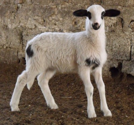 Merinos Cinsi Koyun Beşiz Doğurdu