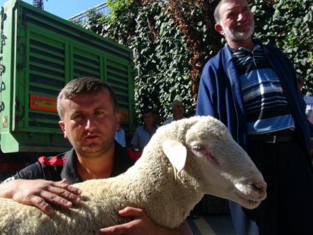 Merinos koyunu, vatandaşın umudu oldu