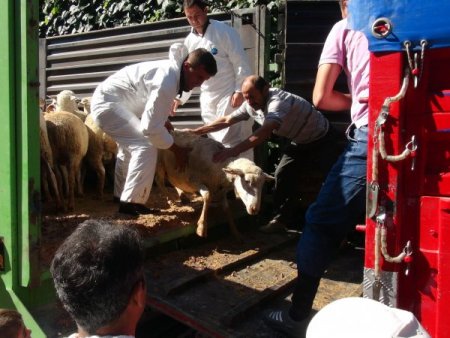 Merinos koyunu, vatandaşın umudu oldu