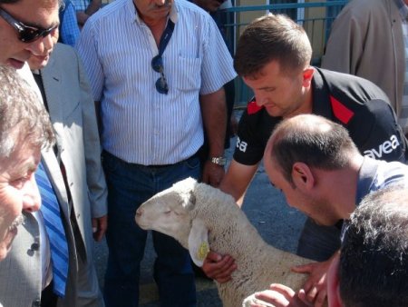Merinos koyunu, vatandaşın umudu oldu