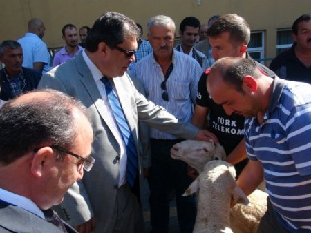 Merinos koyunu, vatandaşın umudu oldu