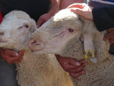 Merinos koyunu, vatandaşın umudu oldu