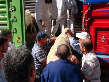 Merinos koyunu, vatandaşın umudu oldu