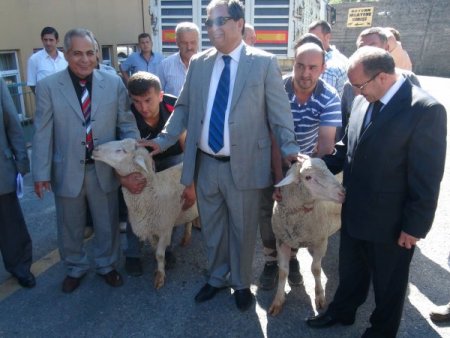 Merinos koyunu, vatandaşın umudu oldu