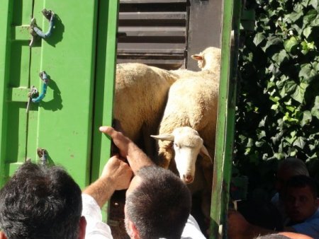 Merinos koyunu, vatandaşın umudu oldu