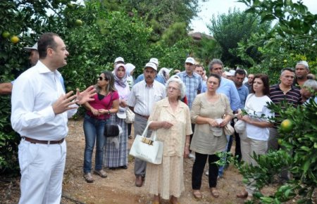 Mersin'de 8 yıllık okitsu mandalina ağacından 240 kilogram ürün alındı