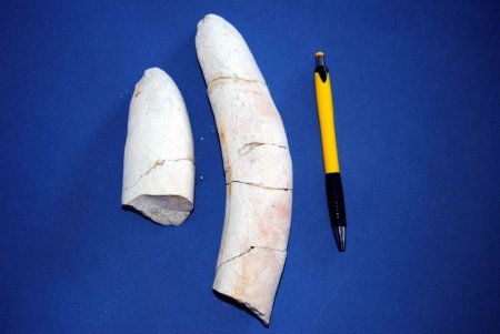 Mersin'de deniz ineği fosili bulundu