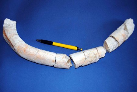 Mersin'de deniz ineği fosili bulundu