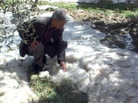 Mersin'de dolu yağışı ekili arazilerde zarara neden oldu