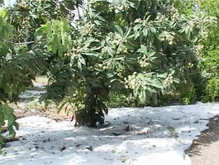 Mersin'de dolu yağışı ekili arazilerde zarara neden oldu