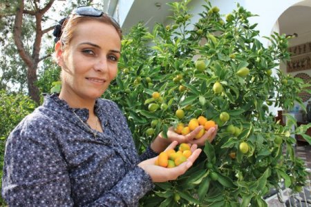 Mersin'de kamkat üretimi artıyor